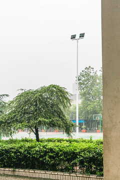 在雨中的松樹