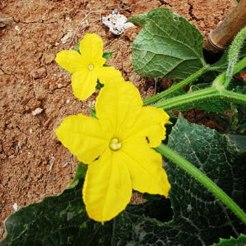 黃瓜花