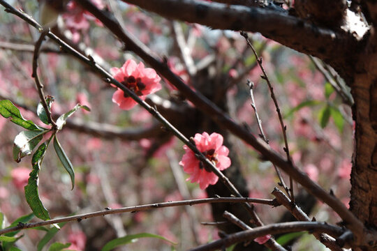 桃花