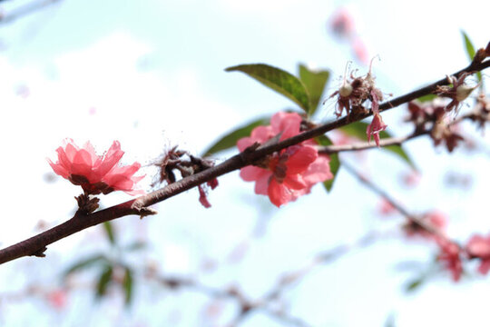 桃花