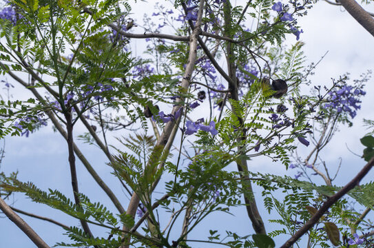 藍(lán)花楹