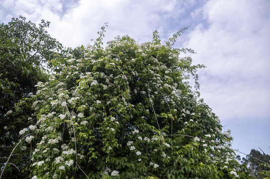 小果薔薇