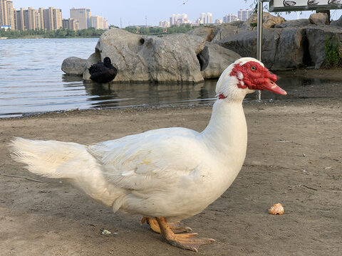 河南開封清明上河園
