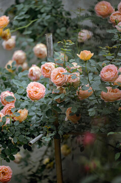 薔薇花
