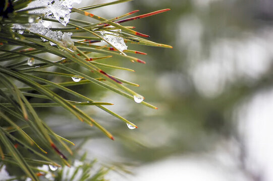 雪后松树上的水滴