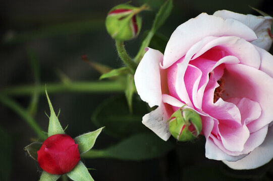草叢里美麗的粉色薔薇花
