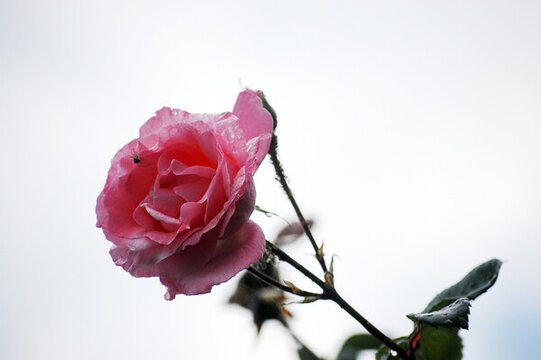 一朵美麗的粉色的薔薇花
