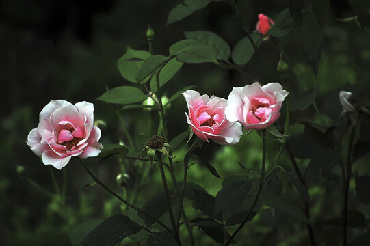 草叢里美麗的粉色的薔薇花