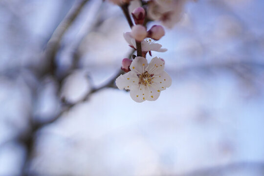春天桃花盛開(kāi)