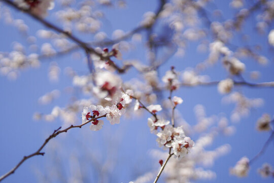 春天桃花盛開(kāi)