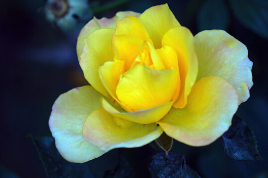 草丛里一朵美丽的黄色蔷薇花