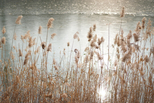 宁静的湖边干枯的芦苇丛
