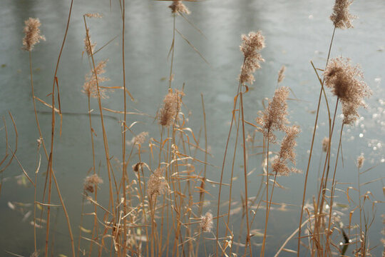 宁静的湖边干枯的芦苇丛