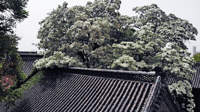 航拍孟府流蘇古建筑