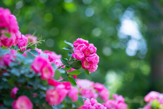 薔薇花