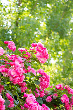 薔薇花