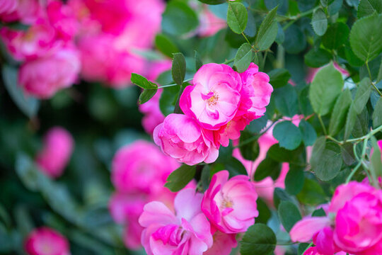 薔薇