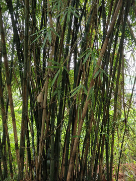 湖南省植物園竹林