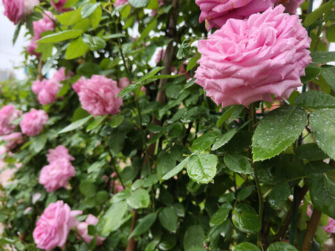 湖南省植物園鮮花