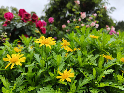 湖南省植物園菊花