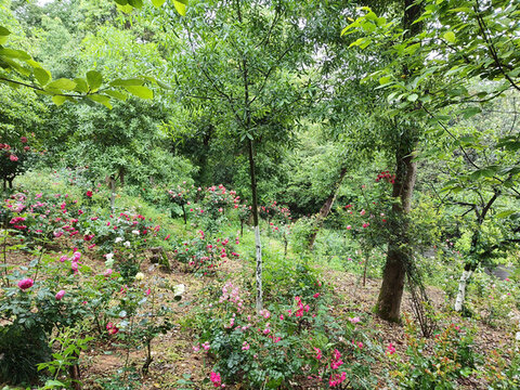 湖南省植物園月季花