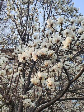 白色玉蘭花細(xì)節(jié)特攝