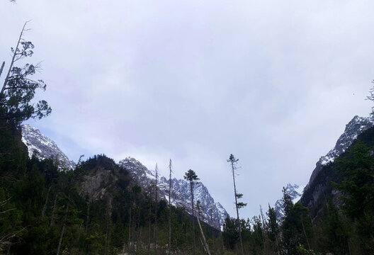 雪山森林