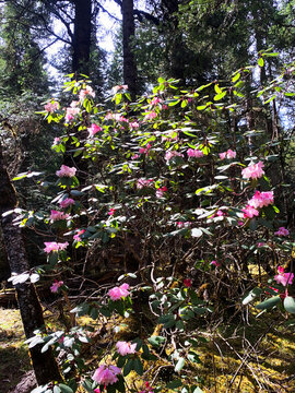 杜鵑花
