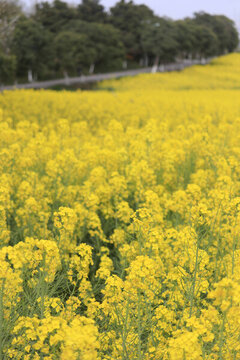 朱鹮梨園油菜花