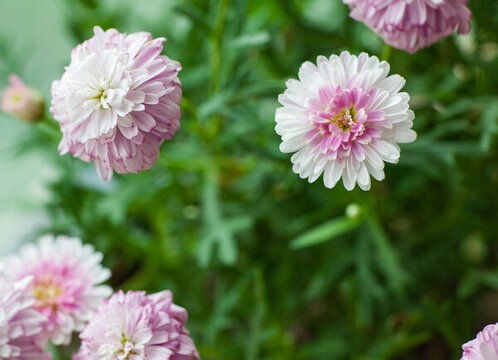 雛菊