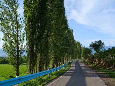 林蔭路