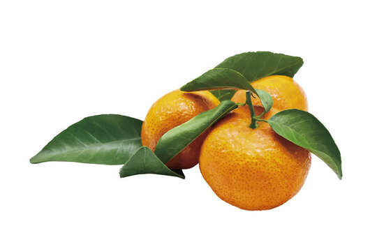 插画橘子在白色背景上