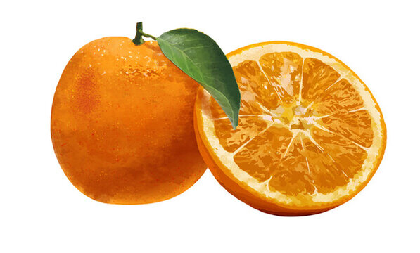 水彩橙子插画在被色背景上