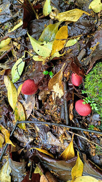 森林紅果