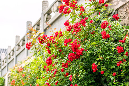 薔薇花和漢白玉護(hù)欄
