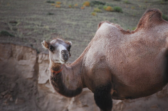 近距离拍了一只可爱的骆驼