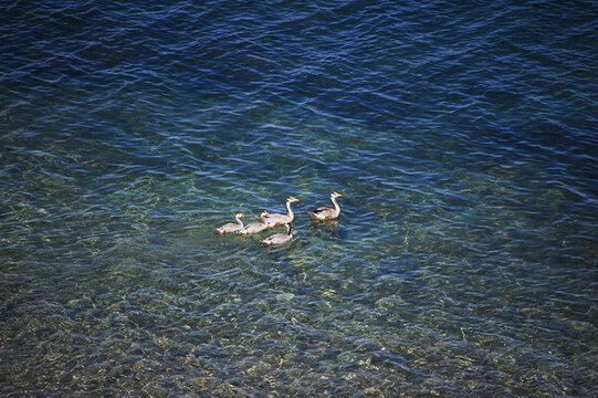 湖中有几只可爱的鸭子在游泳