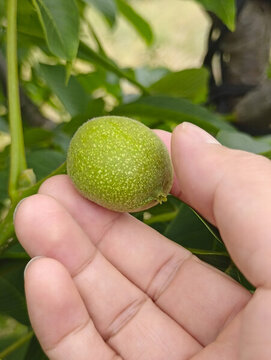枝頭青核桃拍攝