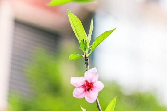樹(shù)枝上的花朵