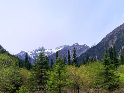 森林雪山