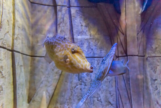 海水中的掃把魚擬態(tài)革鲀特寫