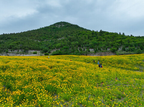 濟(jì)南蚰蜒山金雞菊