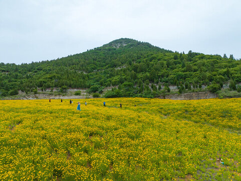 濟(jì)南蚰蜒山金雞菊
