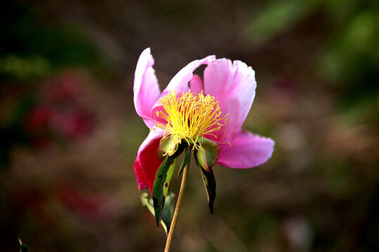芍藥花