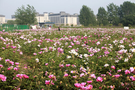芍藥花