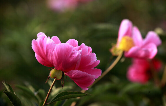芍藥花