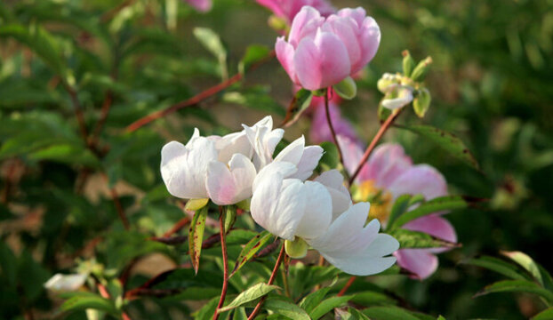 芍藥花