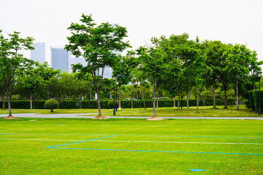 球場草地