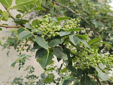 青花椒種植園