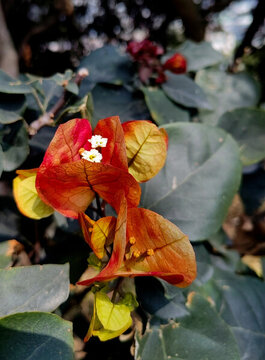 葉子花